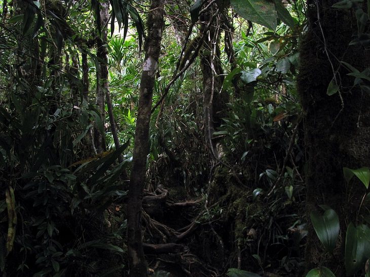 Photographs of the view and flora and fauna in Amazon Rainforest, A Jungle, near Brazil/Venezuela border