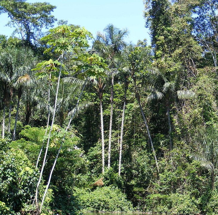 Photographs of the view and flora and fauna in Amazon Rainforest, Amazonian rainforest — upper Amazon Basin, in the Loreto Region of northeastern Perú