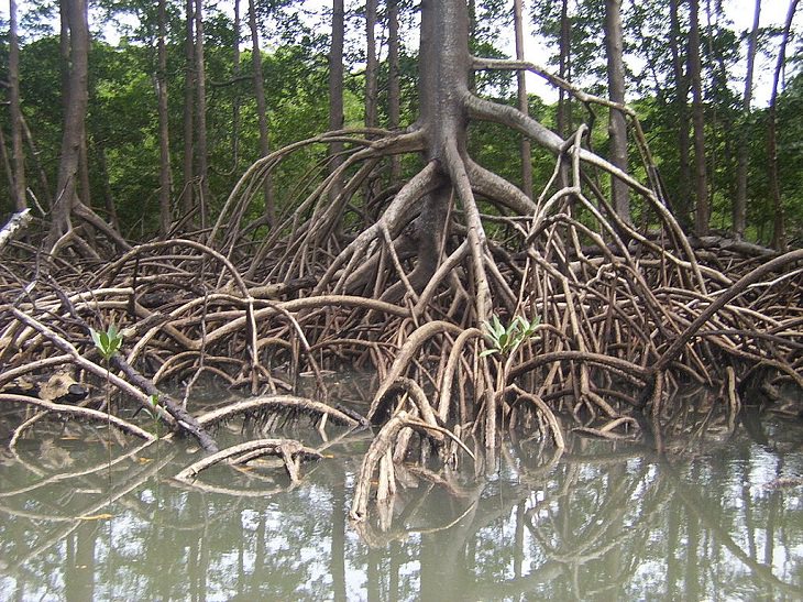 Photographs of the view and flora and fauna in Amazon Rainforest, Aerial roots of red mangrove on an Amazonian river