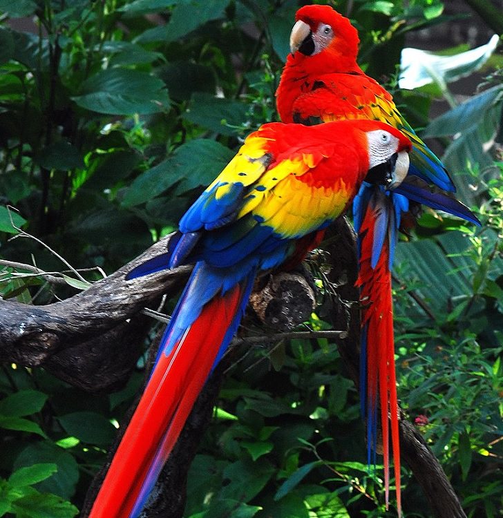 Photographs of the view and flora and fauna in Amazon Rainforest, Scarlet macaw 