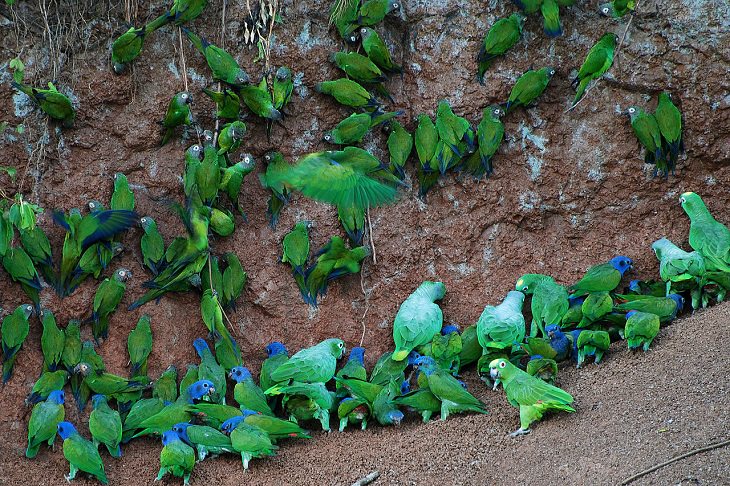 Photographs of the view and flora and fauna in Amazon Rainforest, Parrots at clay lick in Yasuni National Park, Ecuador