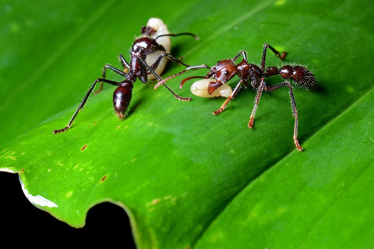 Photographs of the view and flora and fauna in Amazon Rainforest, Bullet ants