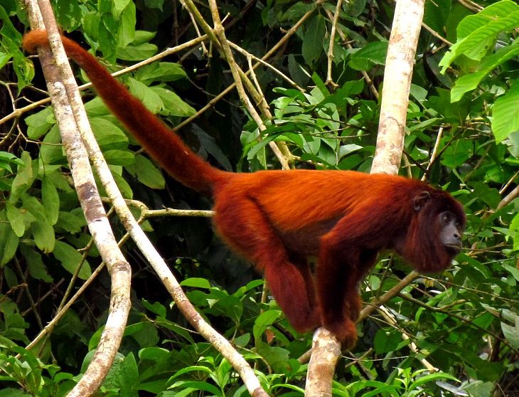 Photographs of the view and flora and fauna in Amazon Rainforest, Howler monkey