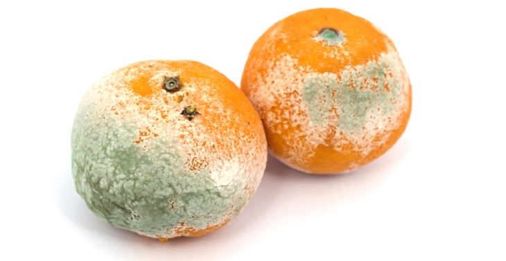 what is mold moldy oranges 