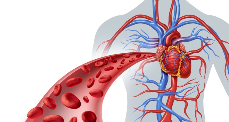 cranberries Cardiovascular system 