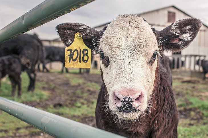 Cows, Variolation, Inoculation, Small Pox, Vaccination, Medicine, Health, Immune System, Immunity, Virus, Infection, Bacteria, White Blood cells, Leukocytes