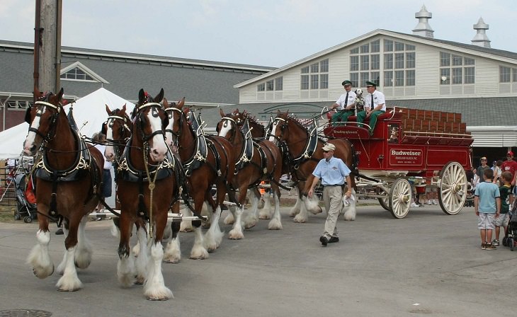 Clydesdales Horses, St. Louis, Missouri, the Gateway City, Tasting, Carnival, Festival, Mardi Gras, Beads, Dubloons, Alcohol, Party, Celebrations, Lenten Fasting, Tradition, New Orleans