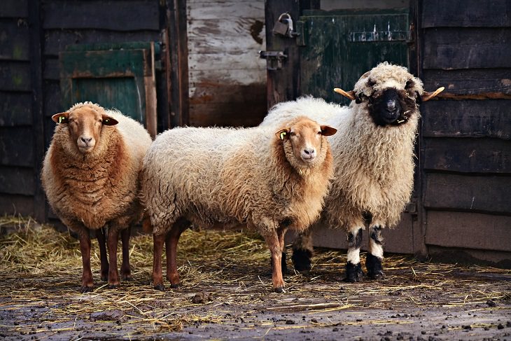 herbivoren, vleeseters, aanvallen, eten, landbouwhuisdieren, vreemd diergedrag