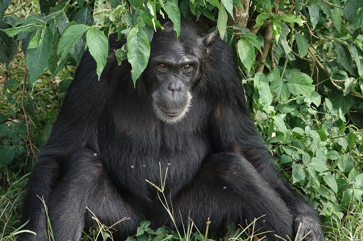  apen, oorlog, chimpansee, Orang-Oetan, strategisch, vreemd dierlijk gedrag 