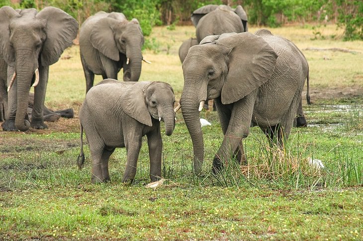 象、尊敬、死んだ、サイを殺す、若い、奇妙な動物の行動