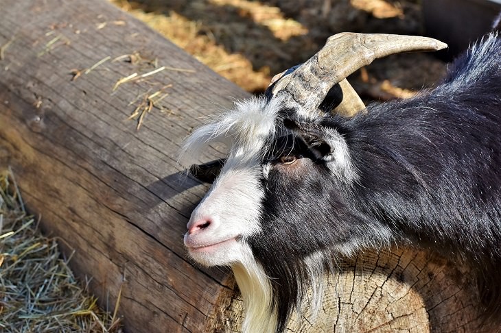 Myotonische Ziege, Ohnmacht, Holzbein, Tennessee, Haustier, Panik, seltsames Tierverhalten