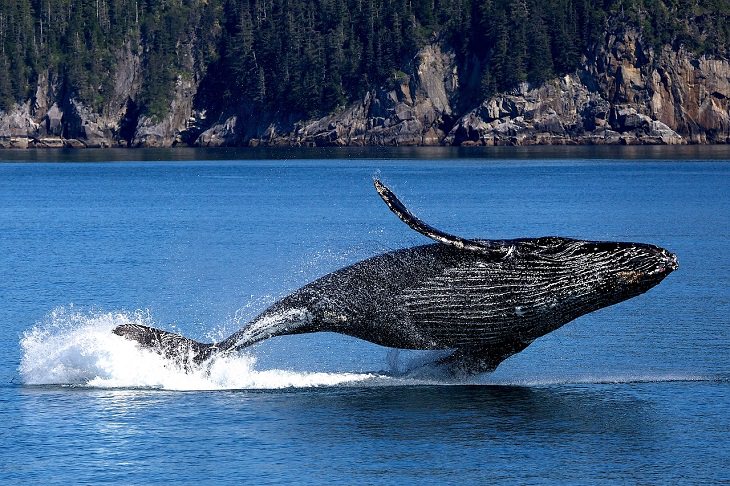 Baleen whale, Megattera, Balena blu, Canto delle balene, Inquinamento acustico, Strano comportamento animale