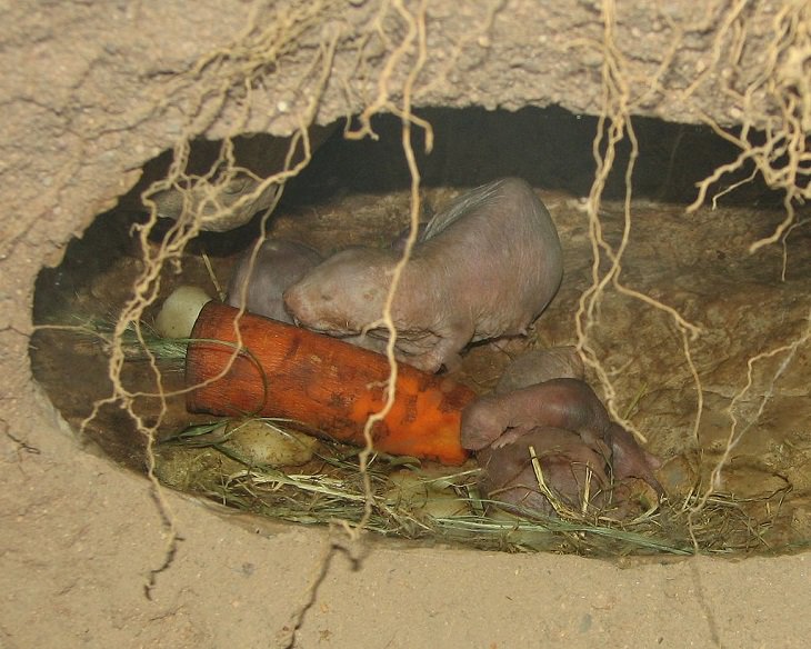 naakte molratten, achteruitlopend, Koningin, duw, vreemd diergedrag