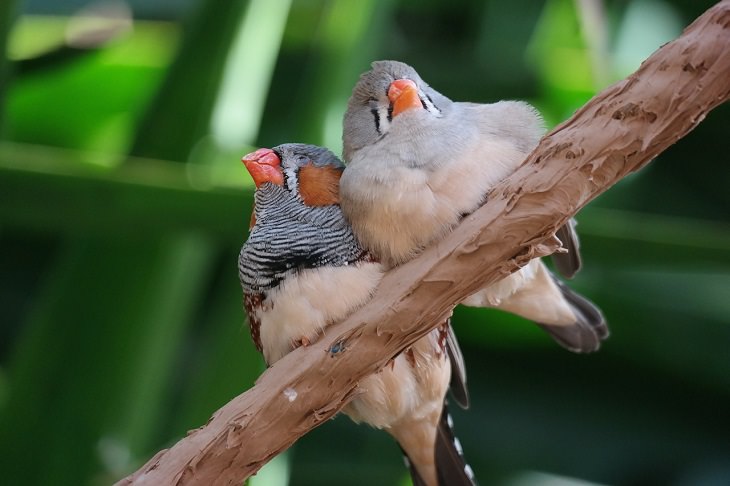 Zebrafinke, hässlich, unattraktiv, Paarung, größeres Ei, seltsames Tierverhalten