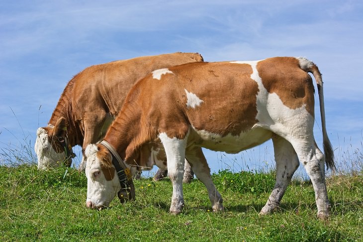  Vacas, Pastando, Comiendo, En Una Dirección, Norte, Sur, Comportamiento Animal extraño