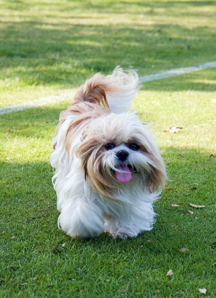 Shih Tzu, Small, Dog, Intelligent, Loving, Loyal, Affectionate, Pet, Furry, Friend, Breed, For Seniors, Older Adults