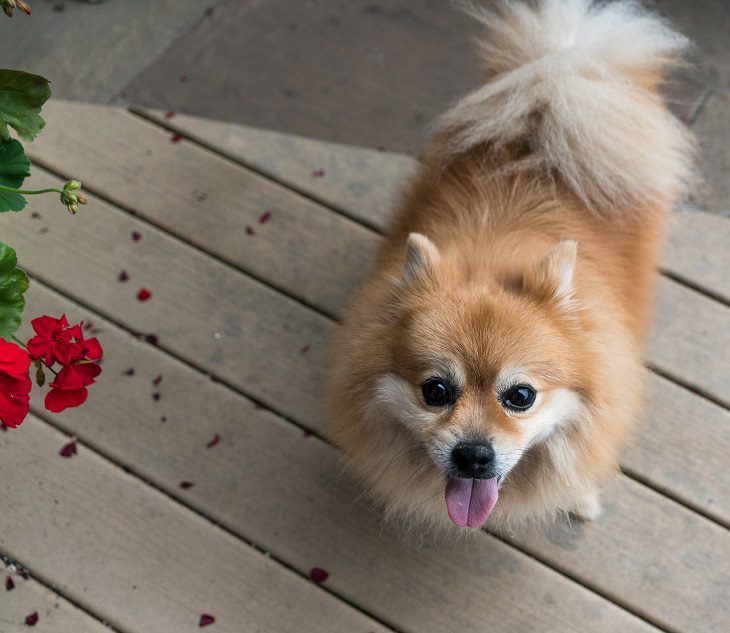 Pomeranian, Small, Dog, Intelligent, Loving, Loyal, Affectionate, Pet, Furry, Friend, Breed, For Seniors, Older Adults