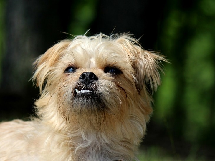 Brussels Griffon, Small, Dog, Intelligent, Loving, Loyal, Affectionate, Pet, Furry, Friend, Breed, For Seniors, Older Adults