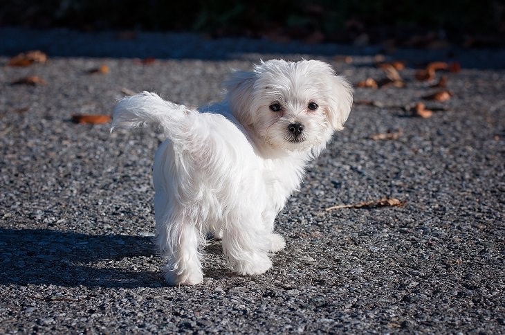 Maltese, Small, Dog, Intelligent, Loving, Loyal, Affectionate, Pet, Furry, Friend, Breed, For Seniors, Older Adults