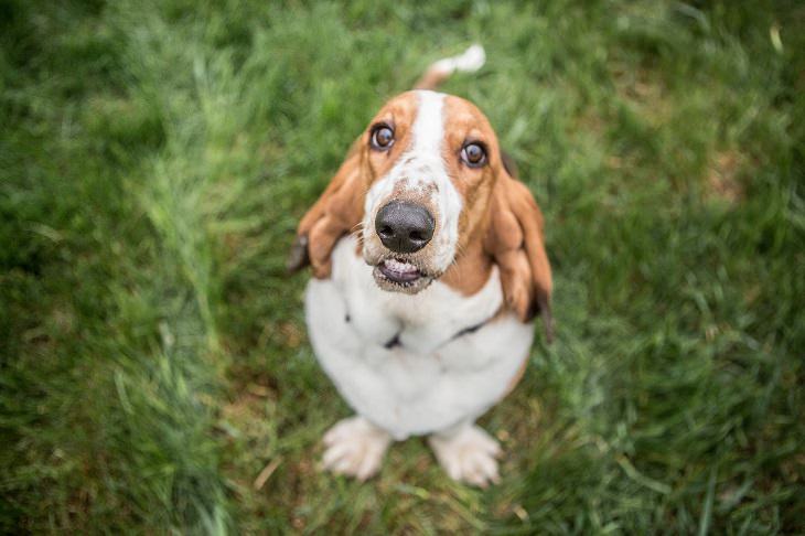 Basset Hound, Small, Medium, Dog, Intelligent, Loving, Loyal, Affectionate, Pet, Furry, Friend, Breed, For Seniors, Older Adults