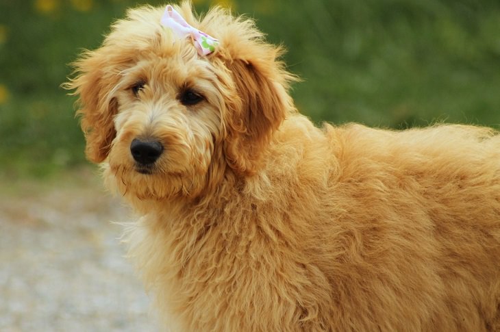 Goldendoodle, Big, Medium, Dog, Intelligent, Loving, Loyal, Affectionate, Pet, Furry, Friend, Breed, For Seniors, Older Adults