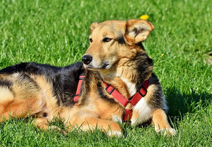 Mixed Breeds, Stray, Small, Big, Medium, Dog, Intelligent, Loving, Loyal, Affectionate, Pet, Furry, Friend, Breed, For Seniors, Older Adults