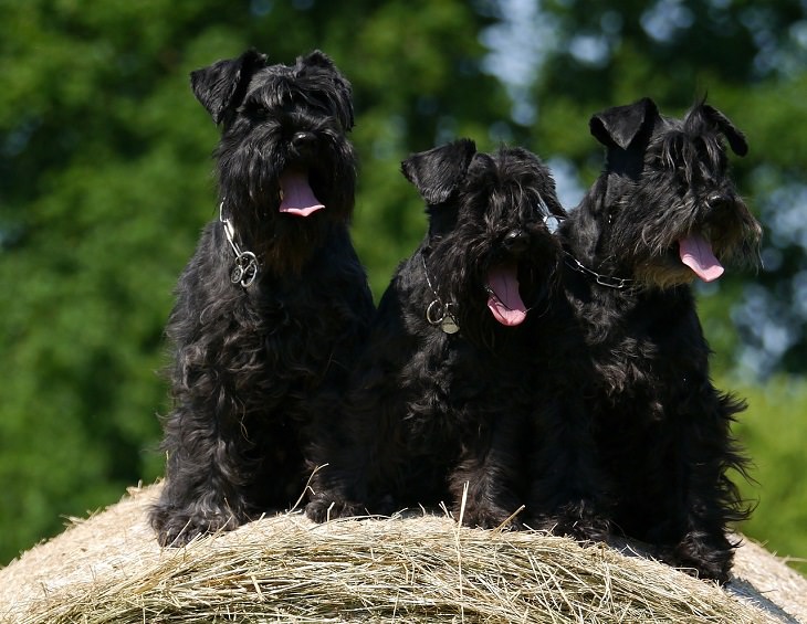 Schnauzer, Miniature, Big, Small, Medium, Dog, Intelligent, Loving, Loyal, Affectionate, Pet, Furry, Friend, Breed, For Seniors, Older Adults