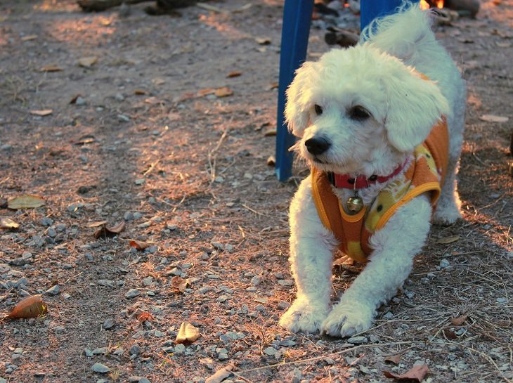 Bichon Frise, Small, Dog, Intelligent, Loving, Loyal, Affectionate, Pet, Furry, Friend, Breed, For Seniors, Older Adults