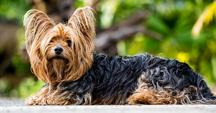 Yorkshire Terrier, Small, Dog, Intelligent, Loving, Loyal, Affectionate, Pet, Furry, Friend, Breed, For Seniors, Older Adults