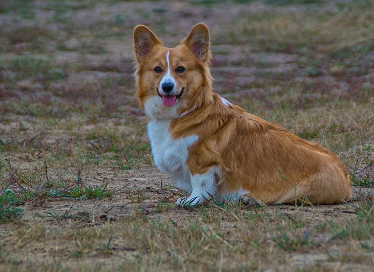 Pembroke Welsh Corgi, Small, Medium, Dog, Intelligent, Loving, Loyal, Affectionate, Pet, Furry, Friend, Breed, For Seniors, Older Adults