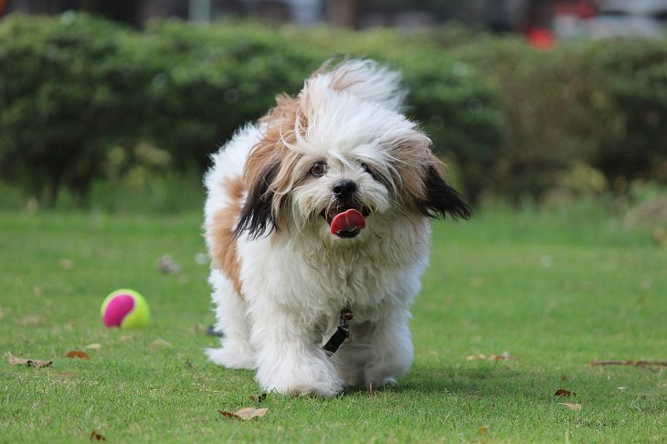 Lhasa Apso, Small, Dog, Intelligent, Loving, Loyal, Affectionate, Pet, Furry, Friend, Breed, For Seniors, Older Adults