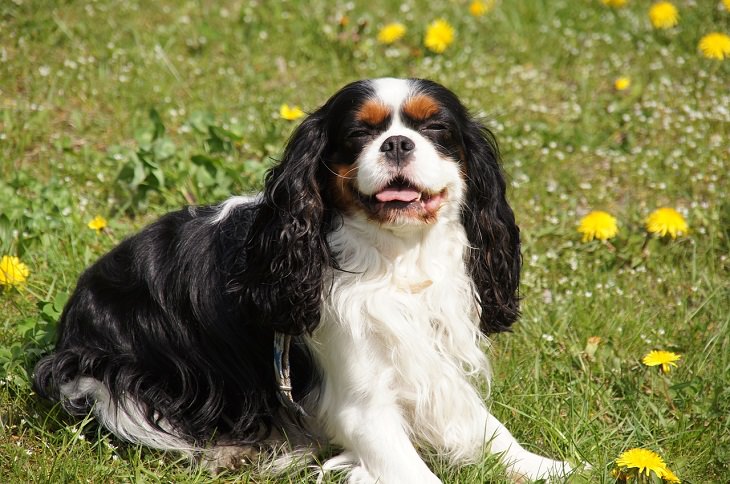 Cavelier Kind Charles Spaniel, Small, Dog, Intelligent, Loving, Loyal, Affectionate, Pet, Furry, Friend, Breed, For Seniors, Older Adults