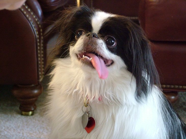 Japanese Chin, Small, Dog, Intelligent, Loving, Loyal, Affectionate, Pet, Furry, Friend, Breed, For Seniors, Older Adults