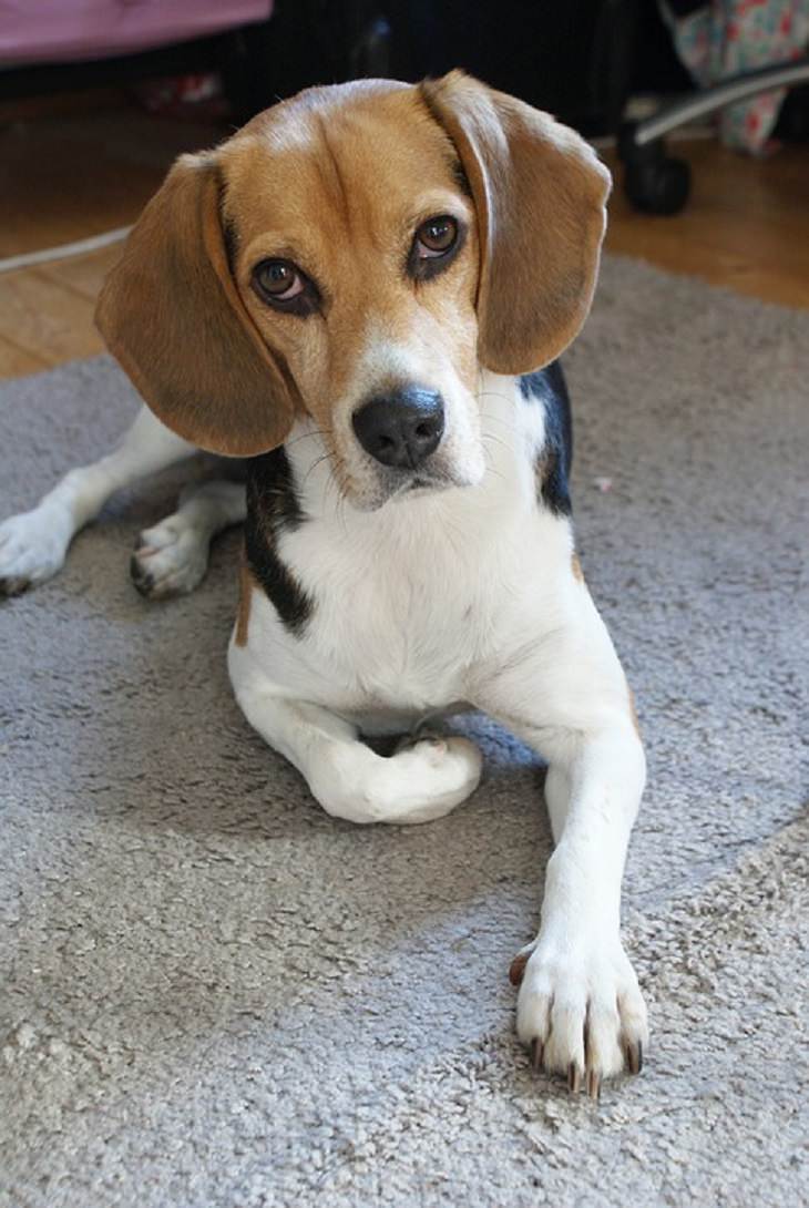 Beagle, Small, Medium, Dog, Intelligent, Loving, Loyal, Affectionate, Pet, Furry, Friend, Breed, For Seniors, Older Adults