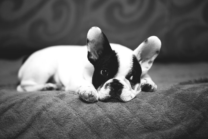 French Bulldog, Small, Dog, Intelligent, Loving, Loyal, Affectionate, Pet, Furry, Friend, Breed, For Seniors, Older Adults