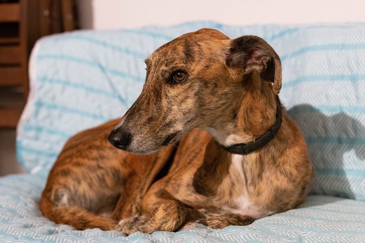 Greyhound, Big, Dog, Intelligent, Loving, Loyal, Affectionate, Pet, Furry, Friend, Breed, For Seniors, Older Adults