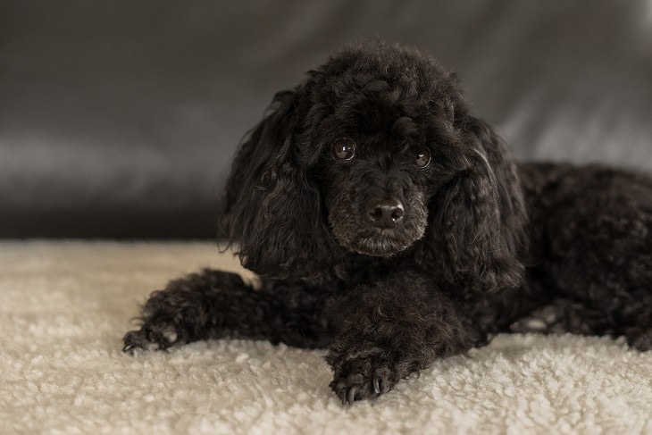 Poodle, Small, Dog, Intelligent, Loving, Loyal, Affectionate, Pet, Furry, Friend, Breed, For Seniors, Older Adults