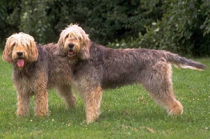 Otterhound, Big, Dog, Intelligent, Loving, Loyal, Affectionate, Pet, Furry, Friend, Breed, For Seniors, Older Adults