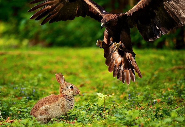 The Sparrow and the Hare, Aesop's Fables, Short Stories, Tales, Myths, Legends, Morals, Lessons, Philosophy