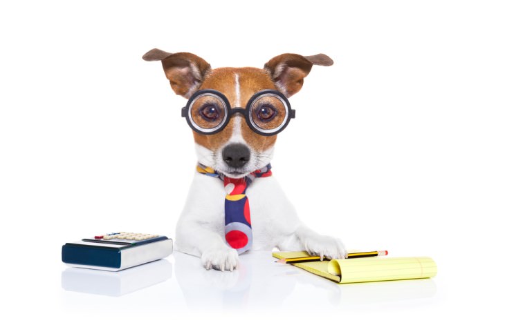 joke dog with glasses and calculator