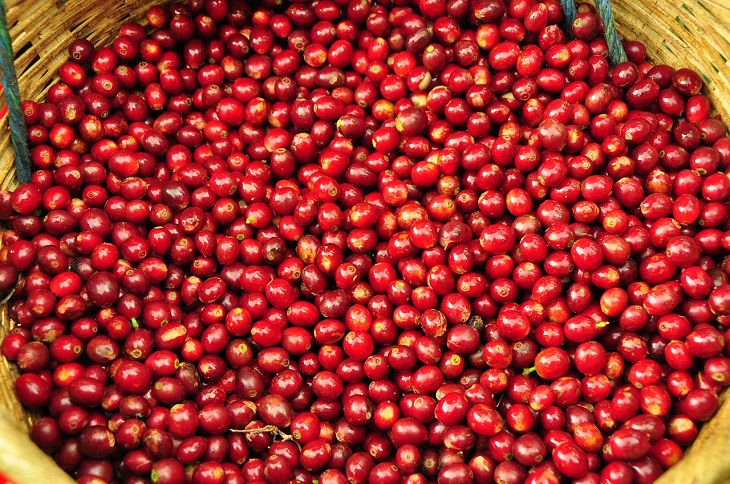 El Salvador Los Planes, Central America, Coffee, Beans, Caffeine, Expensive, Best, Rarest, Exotic