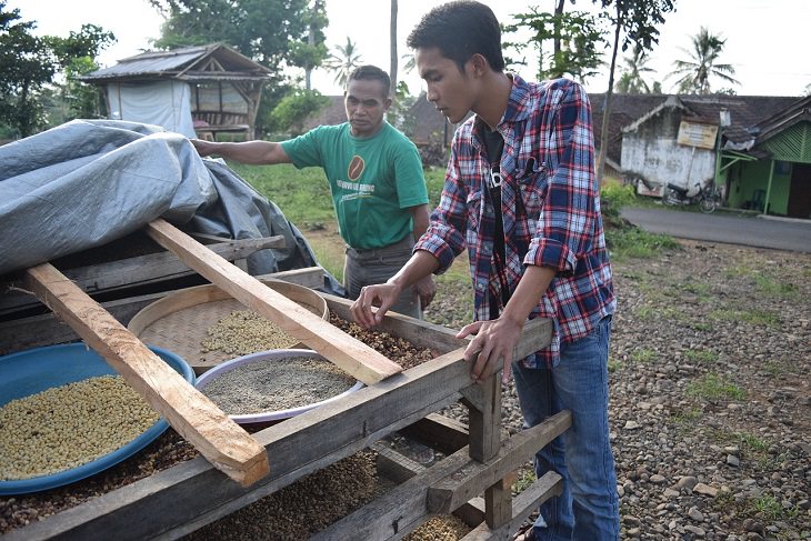 Kopi Luwak, Palm Civet Cat, Process, Feces, Coffee, Beans, Caffeine, Expensive, Best, Rarest, Exotic