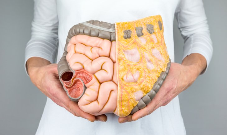  effects of aging on digestion  intestines