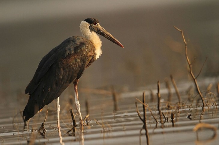 Asian woolly-necked stork, nature, animals, travel, birds, family, species, storks, genera,