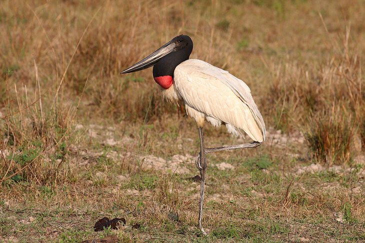 Jabiru, nature, animals, travel, birds, family, species, storks, genera,