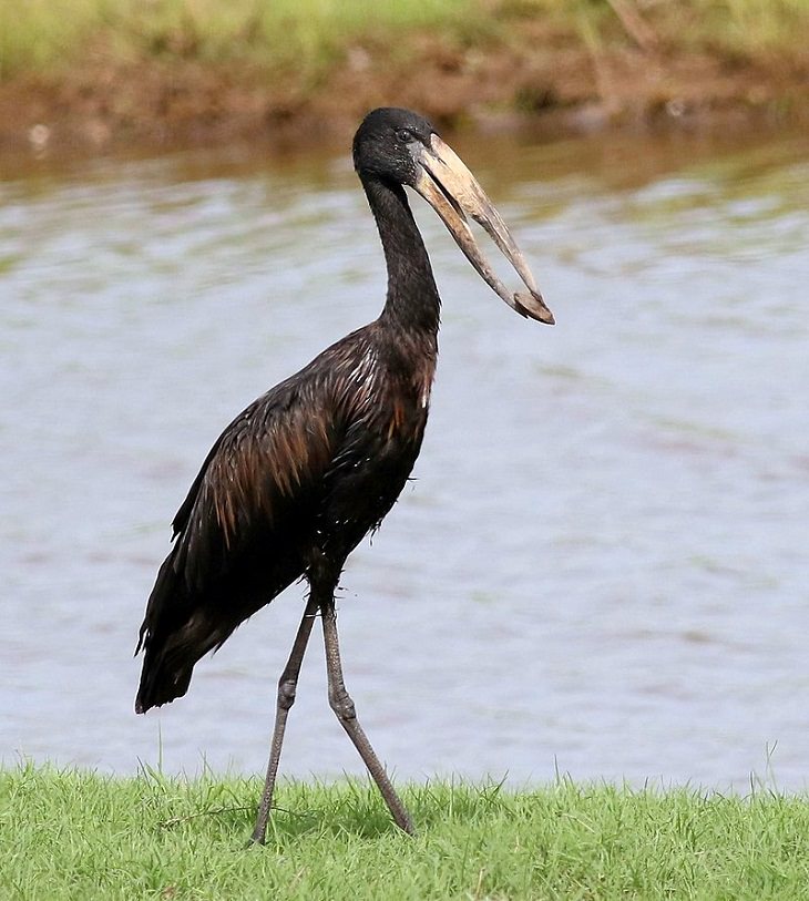 African Openbill, nature, animals, travel, birds, family, species, storks, genera,