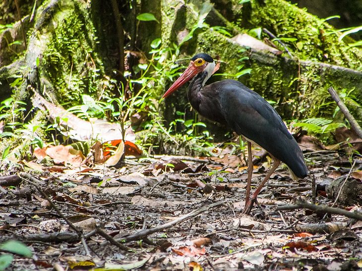 Storm’s Stork, nature, animals, travel, birds, family, species, storks, genera,