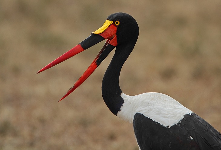 Saddle-billed stork, nature, animals, travel, birds, family, species, storks, genera,