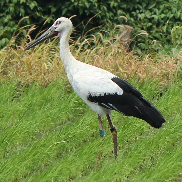 Oriental Stork, nature, animals, travel, birds, family, species, storks, genera,