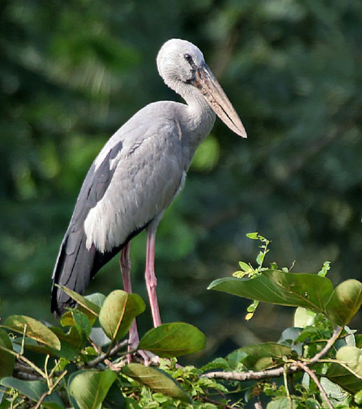 Asian Openbill, nature, animals, travel, birds, family, species, storks, genera,